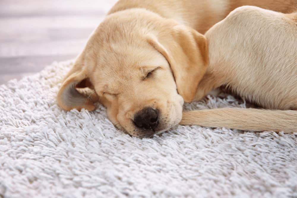 Top 7 Effective Labrador Retriever Training Tips img 1