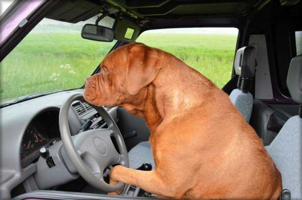 dog drive 1 3