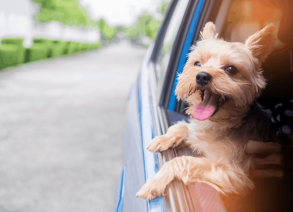 A happy  Yorkshire Terrier dog is hanging is tongue out of his mouth and ears blowing in the wind as he sticks his head out a moving and driving car window.