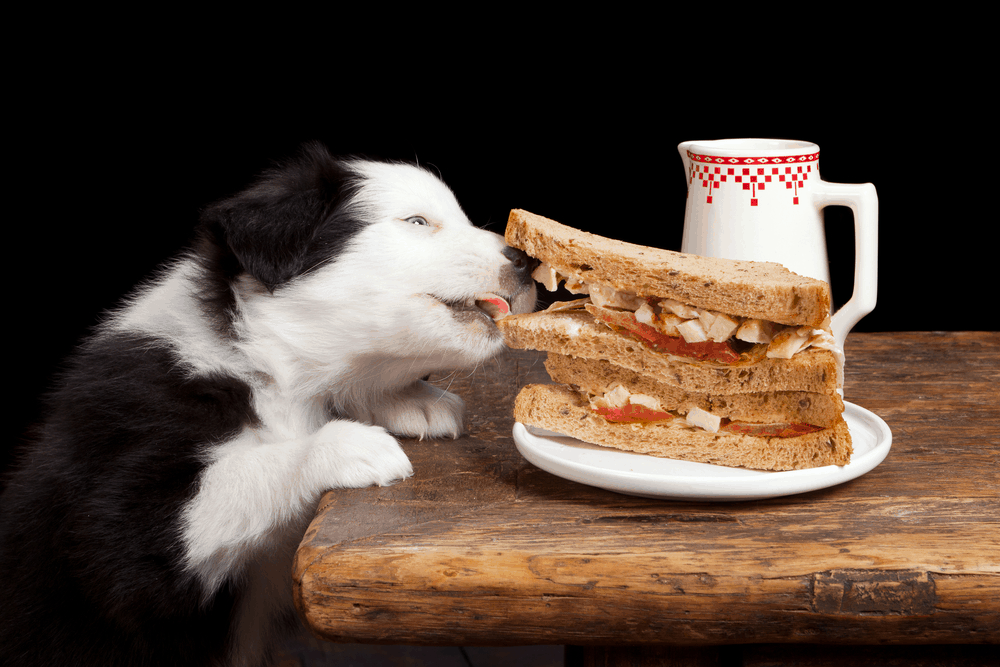 Border collie puppy steeling a sandwich from the table