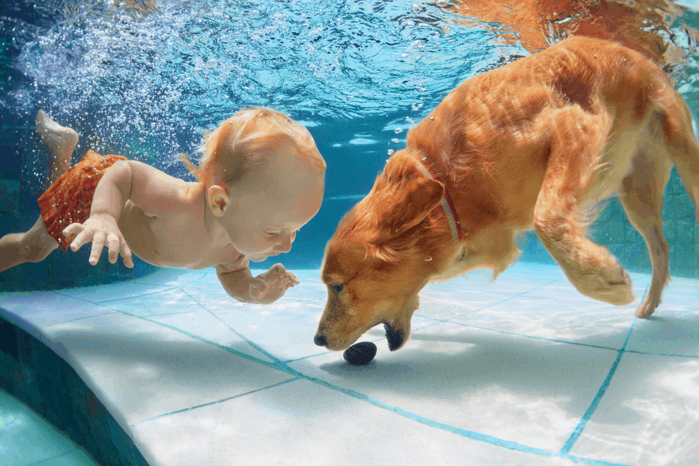 funny little child play with fun and train golden labrador retriever puppy in swimming pool jump and dive deep down underwater active water games with family pets popular dog breeds like companion 1