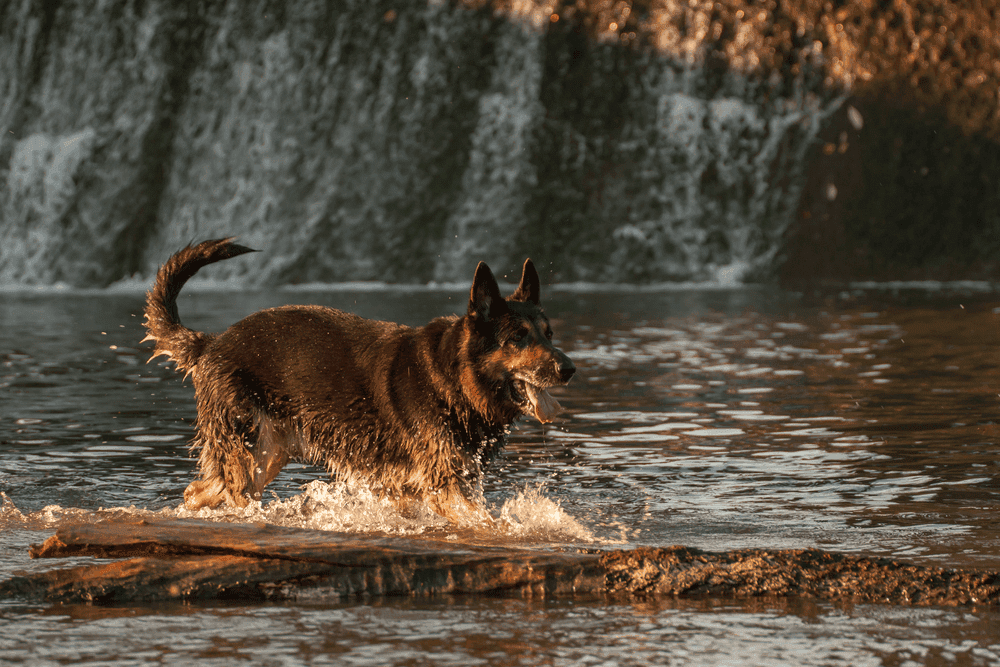 german shepherd dog running in the water at the weir 3