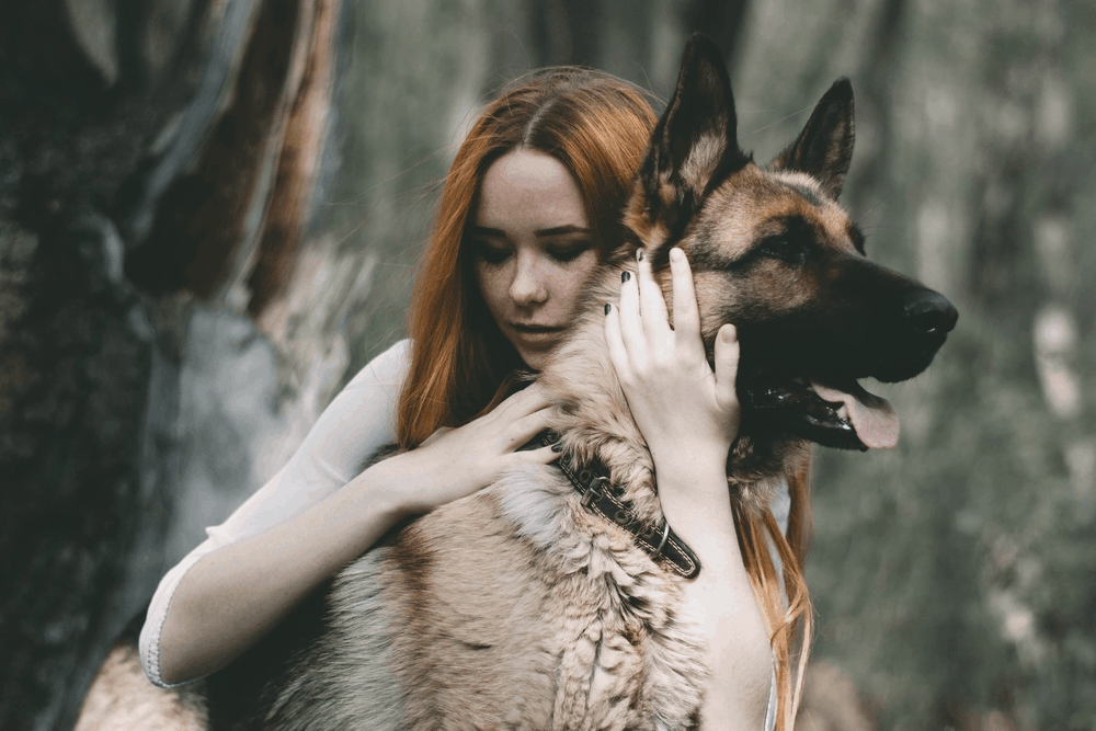Dog Breeds – The German Shepherd Dog
