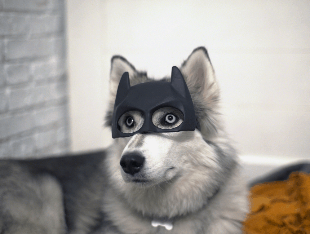 siberian husky portrait in a batman mask 2