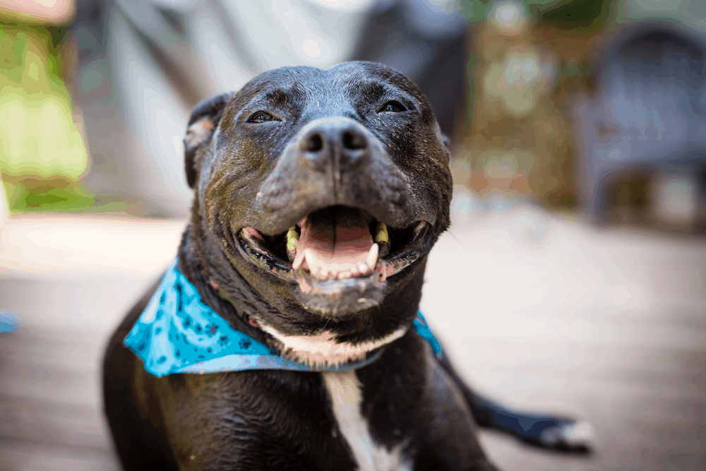 smiling black american pitbull wearing a blue bandanna 1