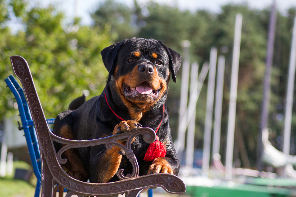 The Rottweiler – Facts From Fiction