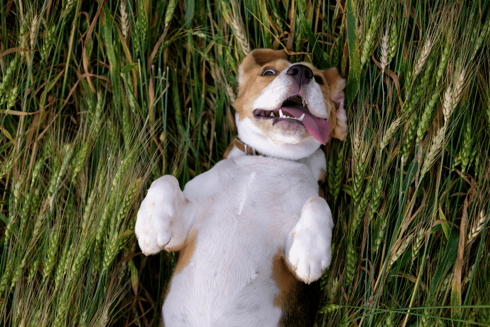 Beagle funny lying on her back on the ears of wheat