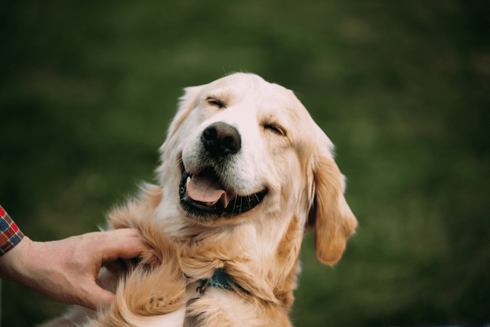 Close View Of Funny Young Happy Labrador Retriever. Smiling Dog.