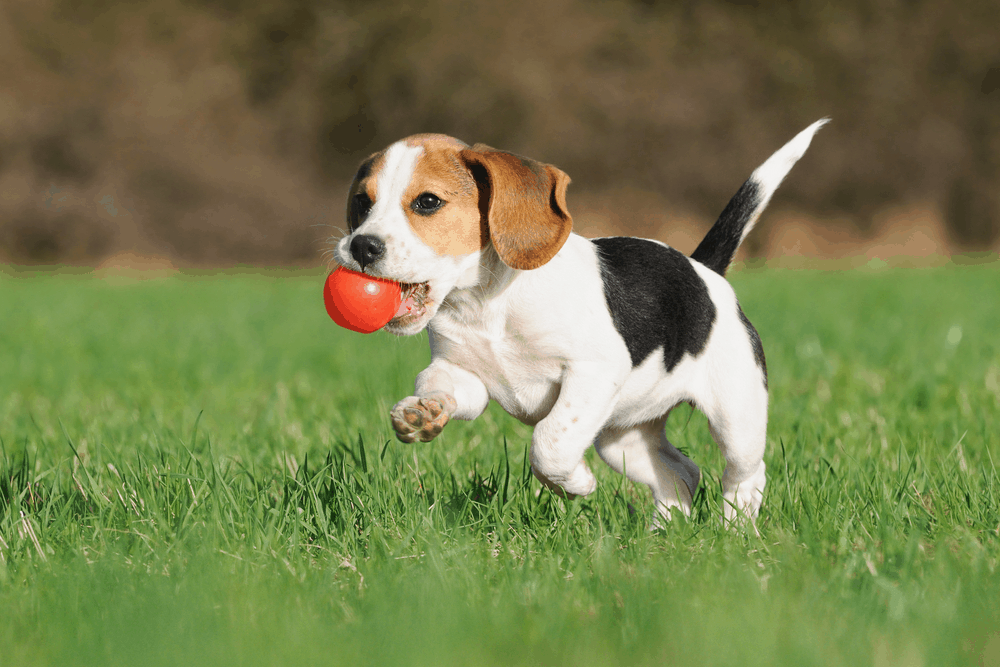 cute beagle puppy 3 months running happy over the meadow with a red ball 2