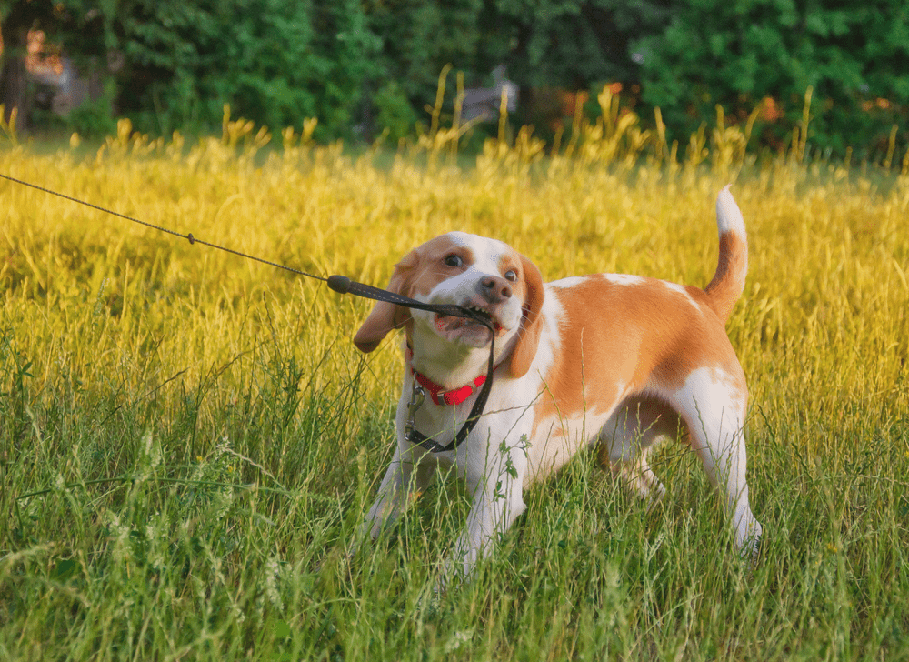 How to Train a Beagle Puppy – Beagle House Training