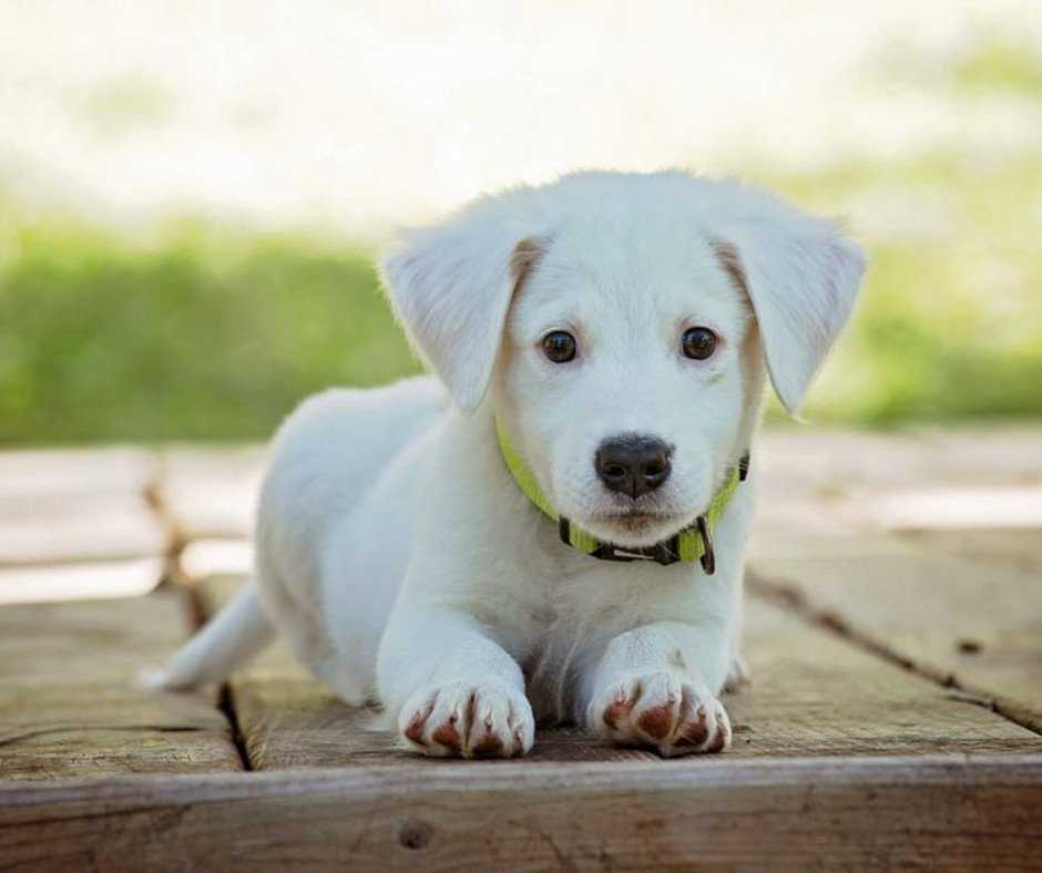 labrador retriever puppy training 2 2