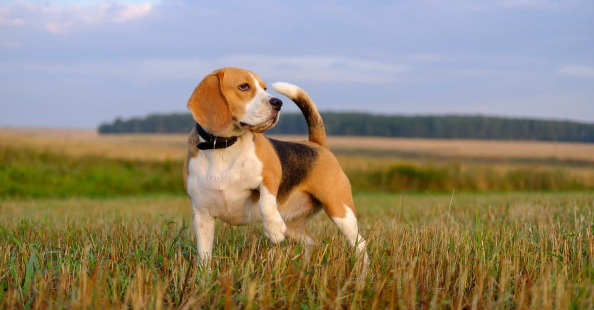 How Long Does Beagle Live 156456 1