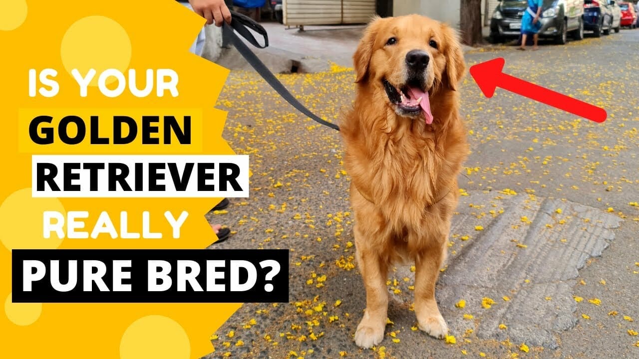 How To Identify A Pure Golden Retriever Puppy? A Guide For Beginners