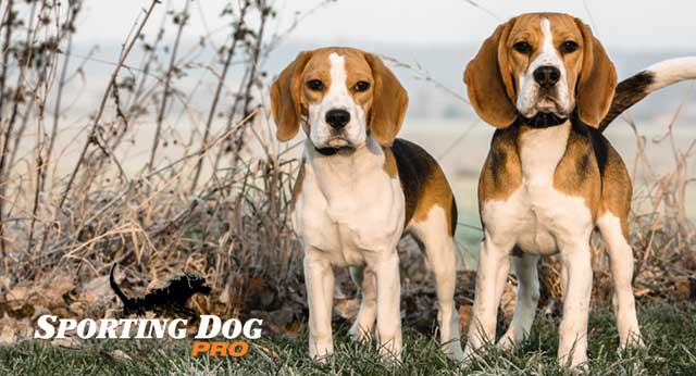 How To Train A Beagle For Rabbit Hunting 156528 1