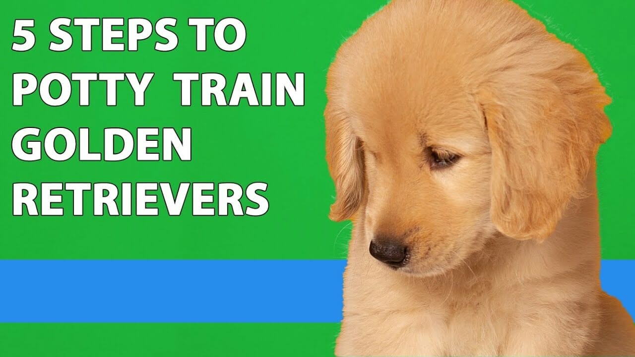 How To Train A Golden Retriever Puppy To Potty Outside 156548 1