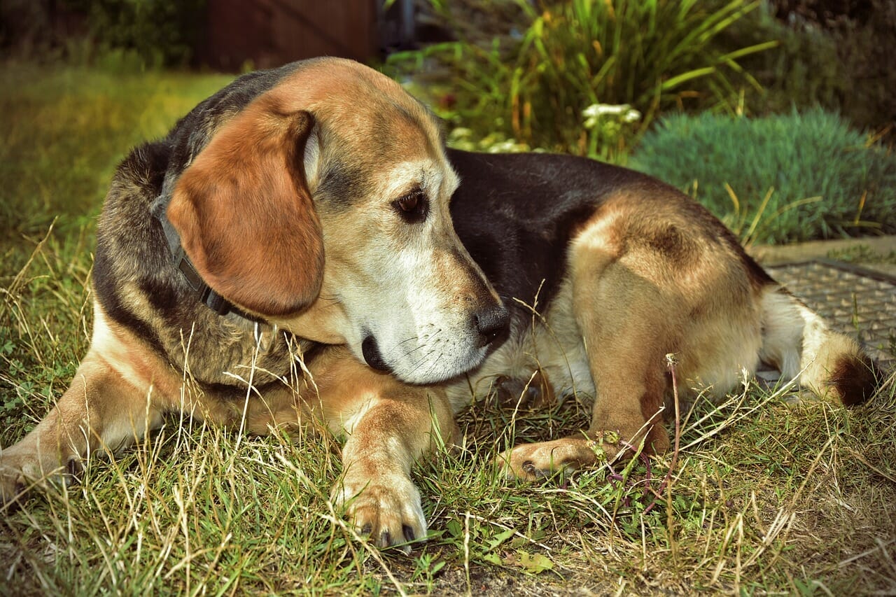 beagle dog 1676792168 1