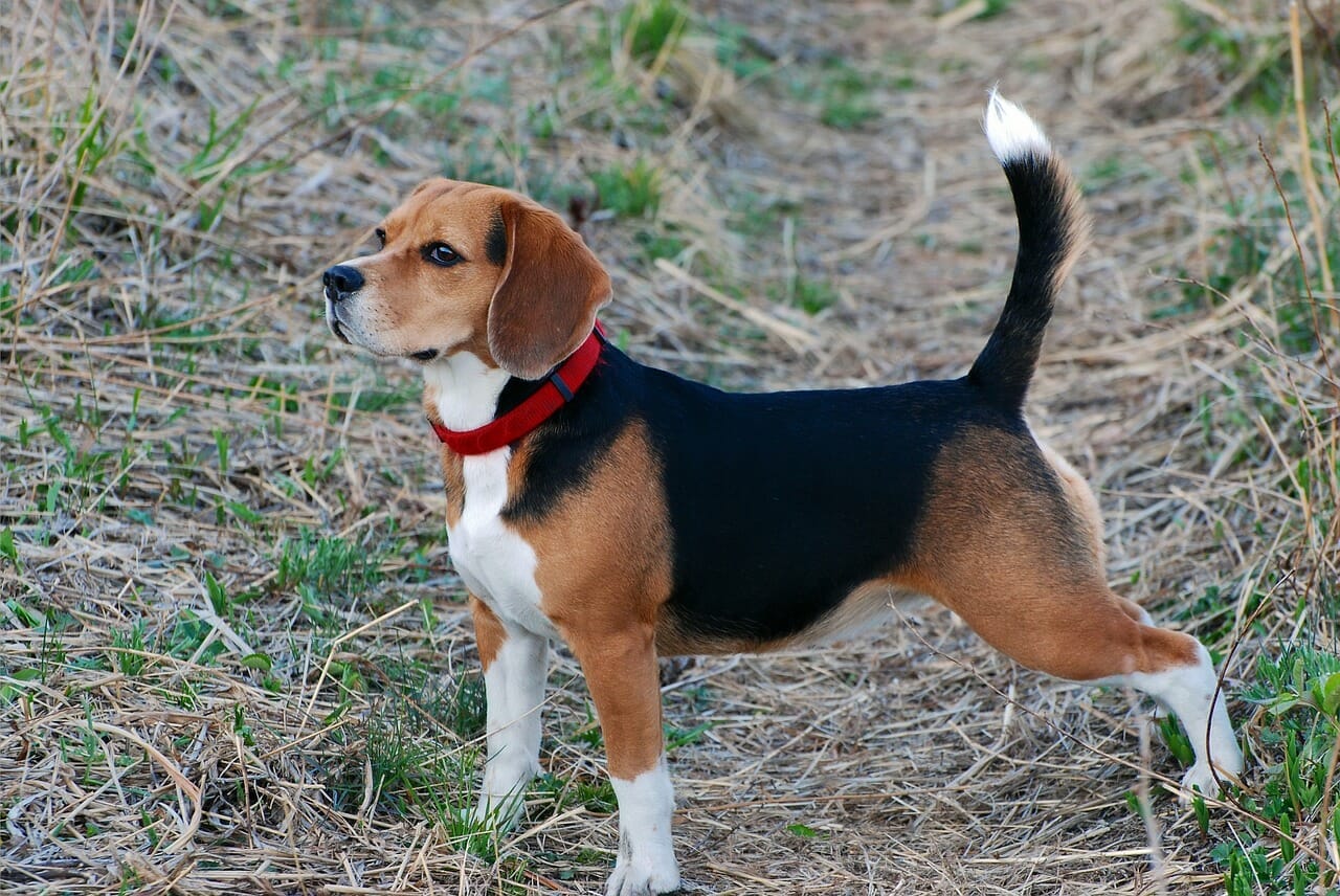 beagle dog