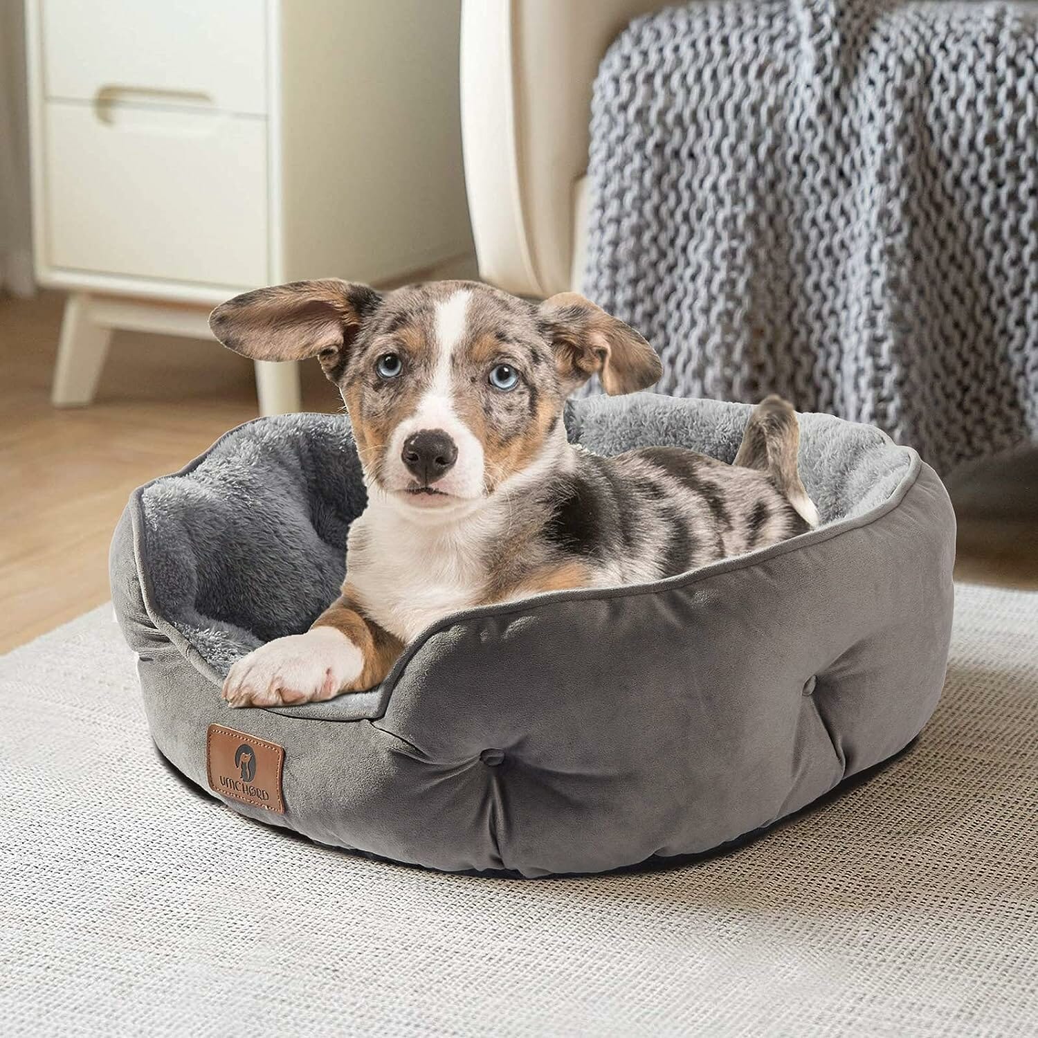 Asvin Small Dog Bed Review: The Ideal Cozy Spot for Your Pup?