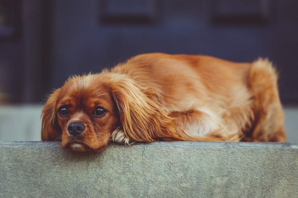 How Long Can A Dog With Parvo Go Without Eating