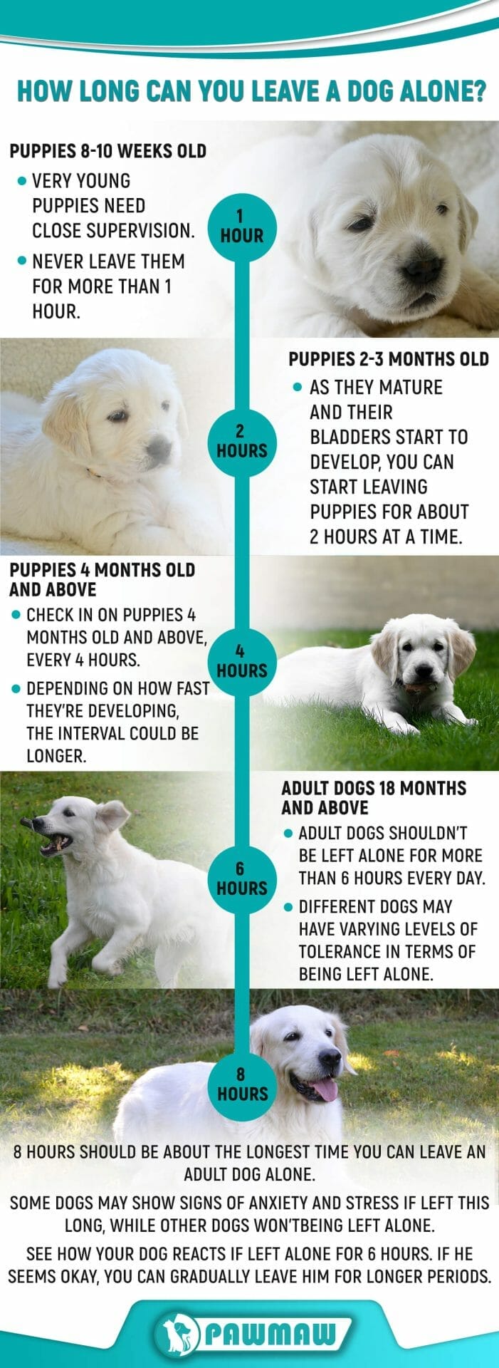 How Long Can You Leave A Dog Overnight