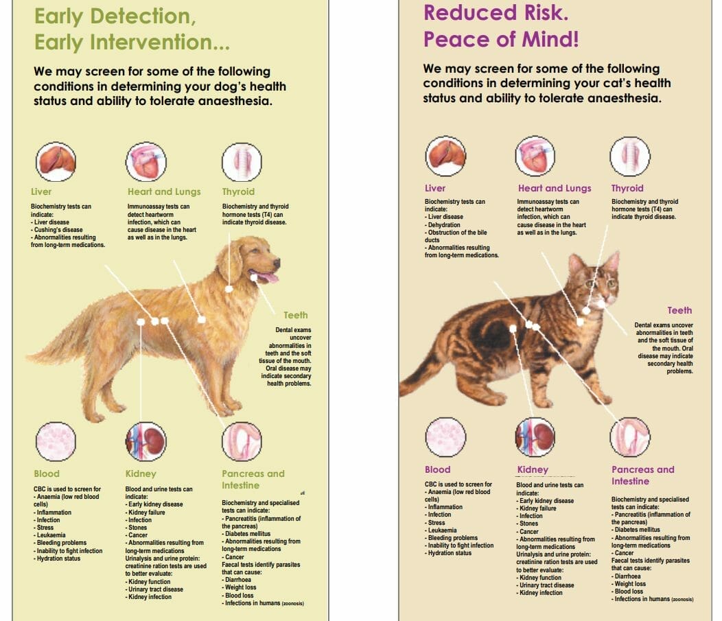 How Long Does Dog Blood Work Take