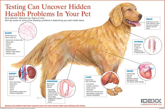 How Long Does Dog Blood Work Take