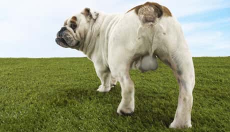 How Long For A Neutered Dog’s Scrotum To Shrink?