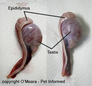 How Long For A Neutered Dogs Scrotum To Shrink