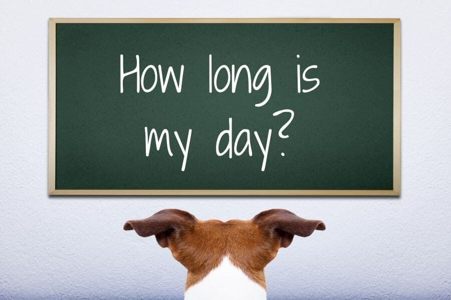 How Long Is 1 Week In Dog Time 3