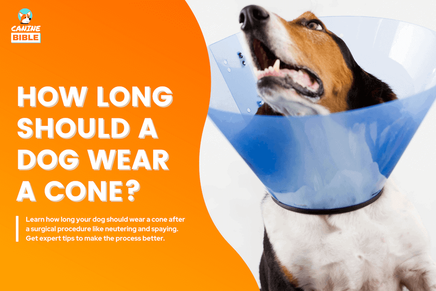 How Long Should A Dog Not Lick After Being Neutered