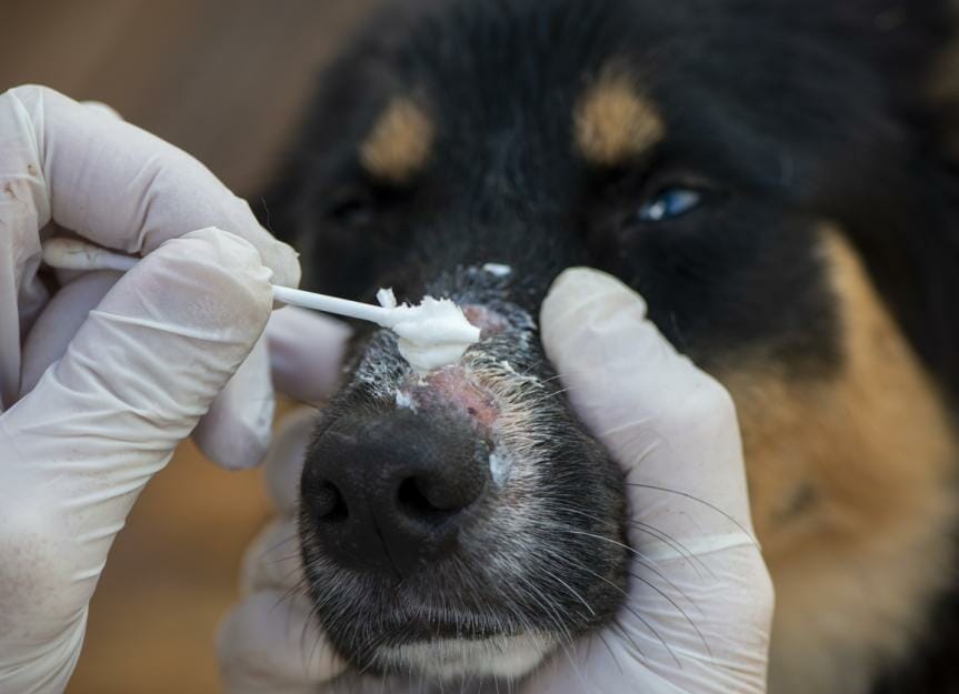 How Long To Quarantine A Dog With Ringworm