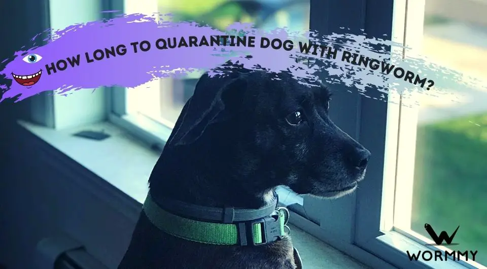 How Long To Quarantine A Dog With Ringworm