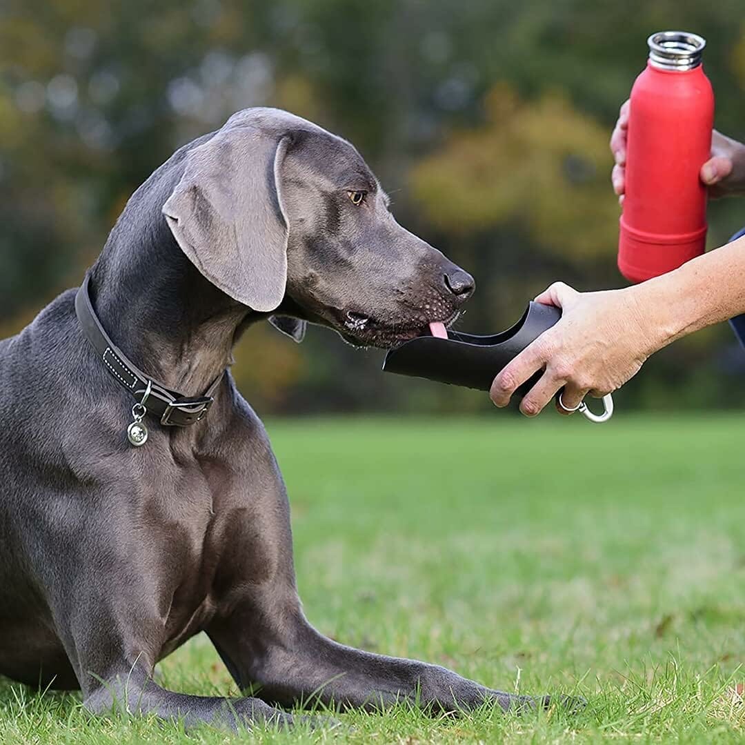 KONG H2O Insulated Dog Water Bottle  Travel Bowl, 25 oz - Red