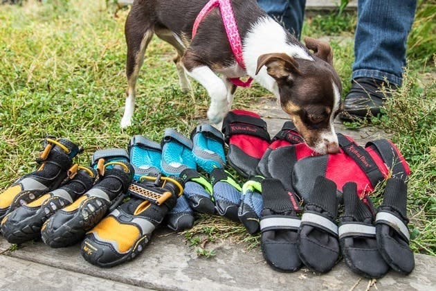 how to clean dog shoes 1